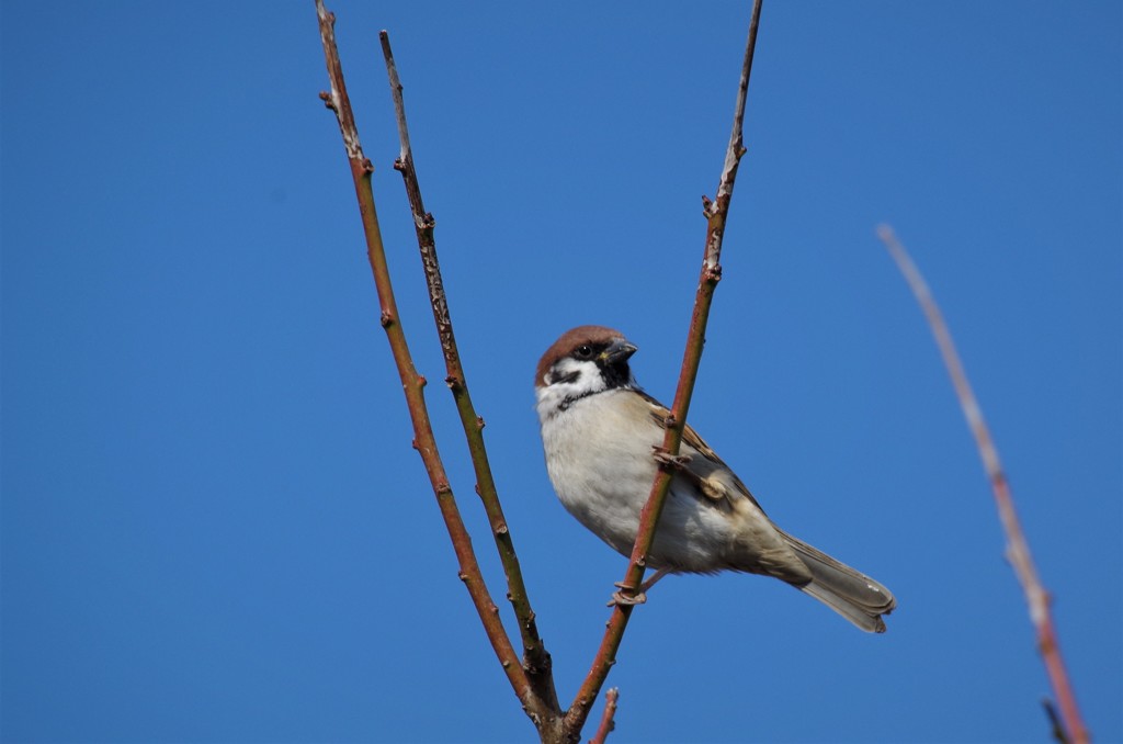 スズメちゃん (1)