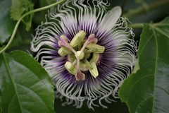 パッションフルーツ