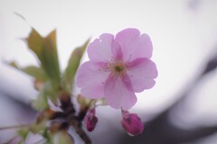 河津桜 (2)