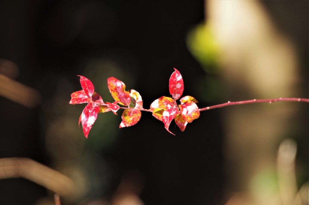 春は、まだかな