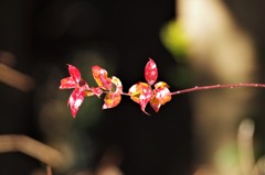 春は、まだかな