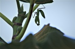 柔らかいでしょ