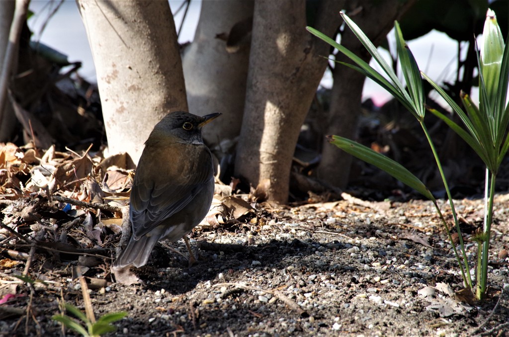 シロハラちゃん