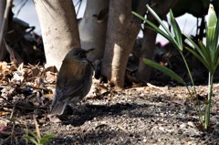 シロハラちゃん