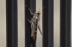 バッタちゃん (1)