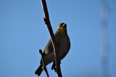 昨日のメジロ  (2)