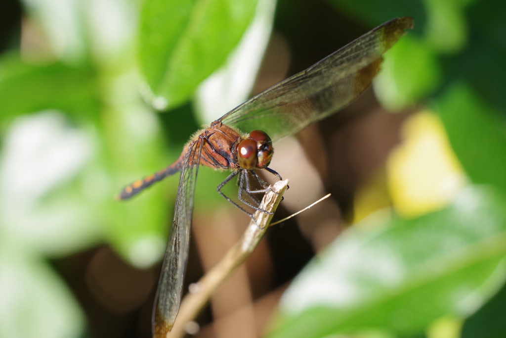 ノシメトンボ (1)