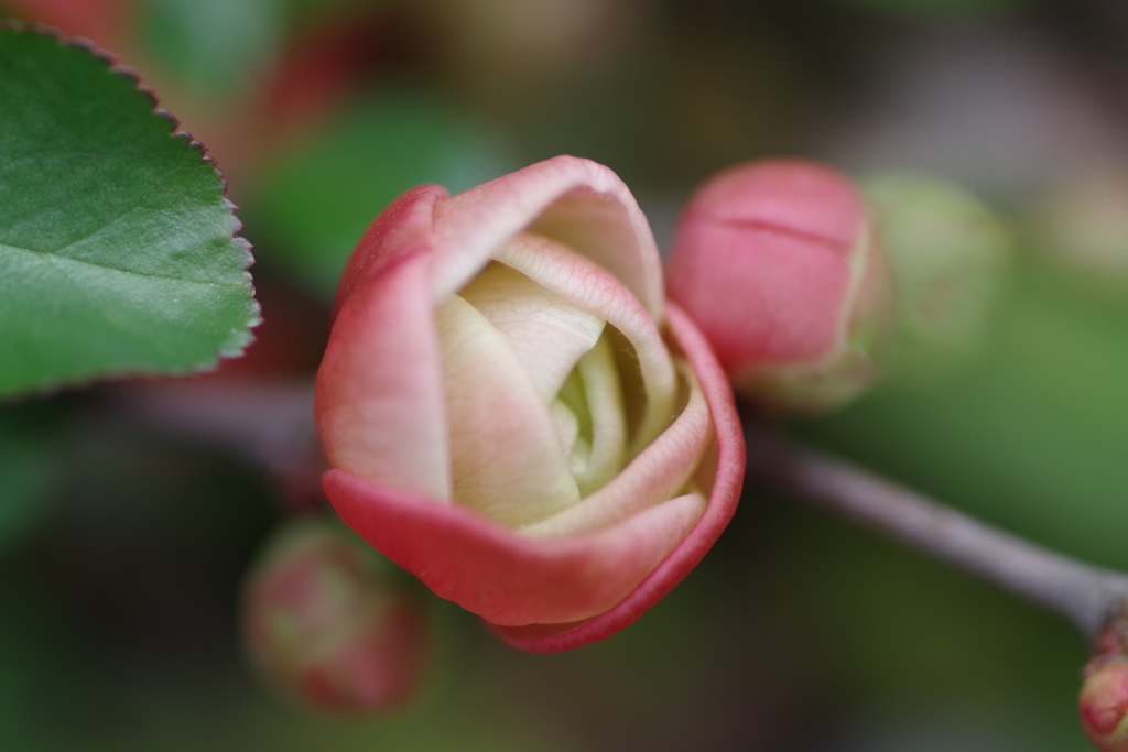 これから、咲きます