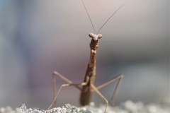 はいー、ポーズ (2)