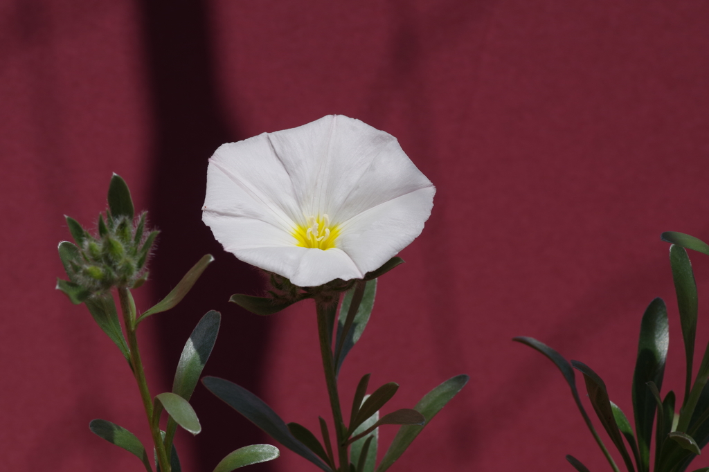 家で咲きました