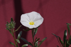 家で咲きました