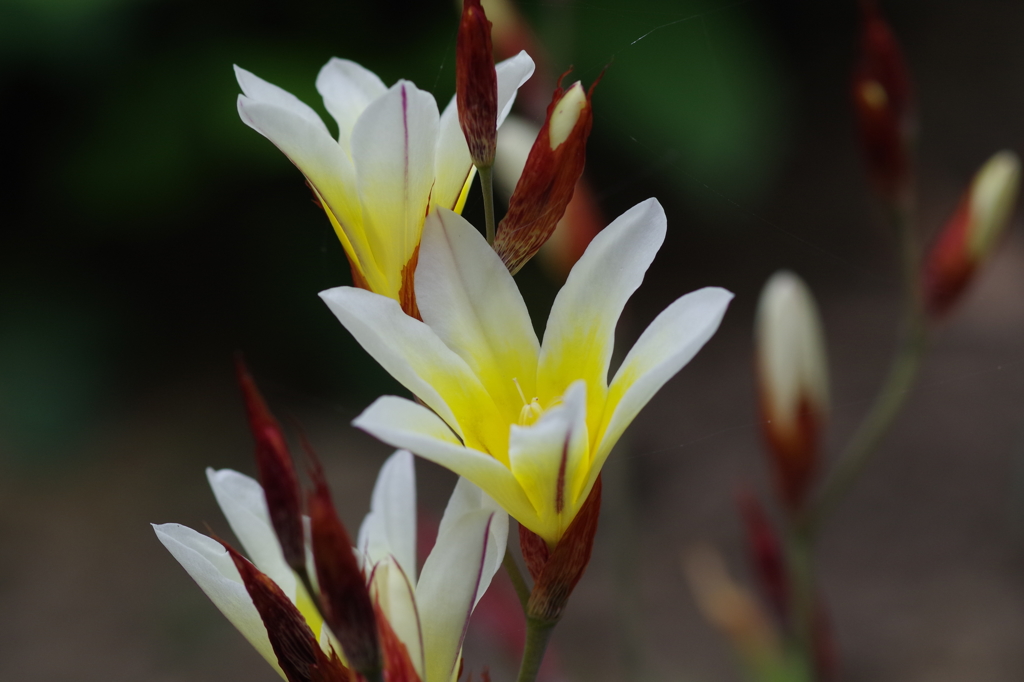 今朝、咲きました