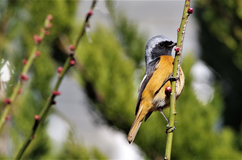 昨日のジョビ君 (1)