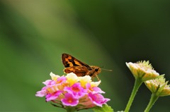 セセリチョウ (2) セセリチョウ (2)
