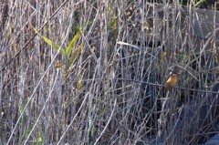 カワセミちゃん