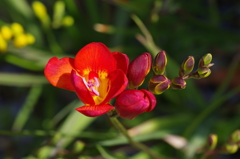 赤いフリージア　2