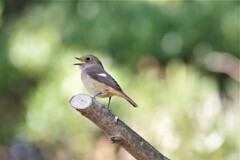 今日のジョヒちゃん (3)