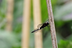 今日のトンボ (2)