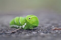 カワイイね (2)