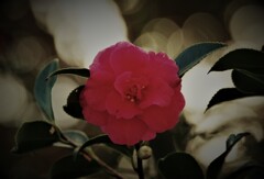 山茶花