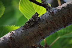 ニイニイちゃん (1)