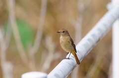 今日の野鳥 (4)