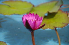 昨日の花 (2)