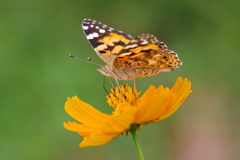 ツマグロヒョウモン