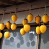 今年も、吊るしました