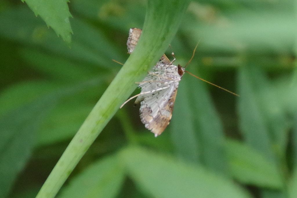 シロオビノメイガの腹
