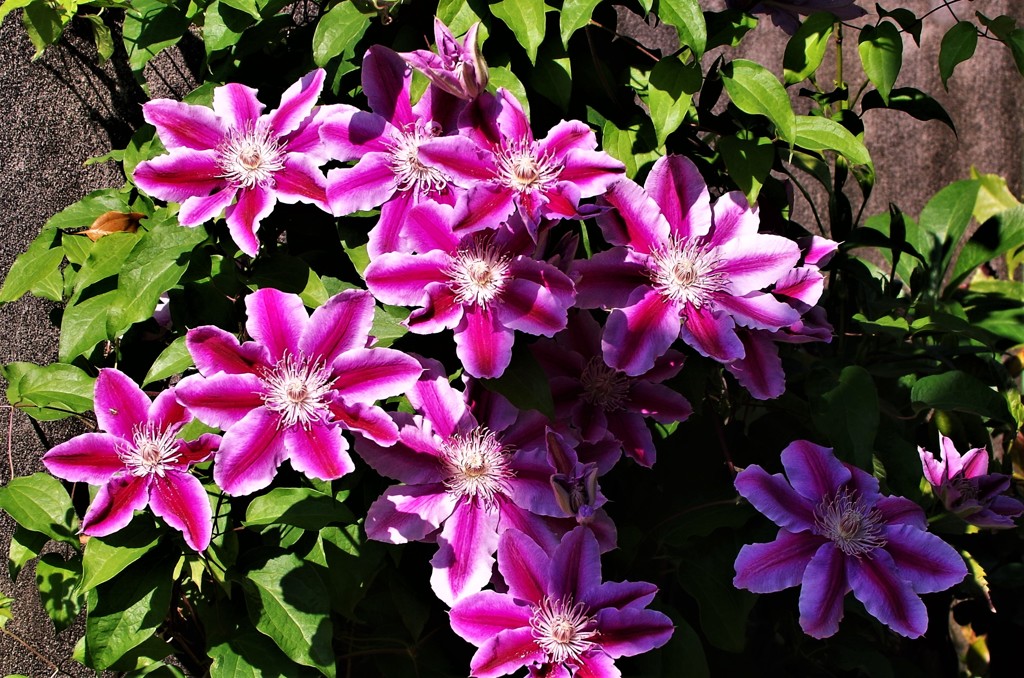 庭先のクレマチス