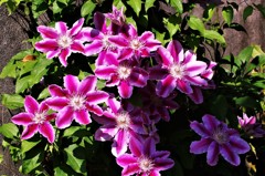 庭先のクレマチス