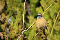 昨日のジョビ君 (3)