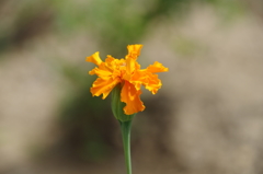 フレンチマリーゴールド