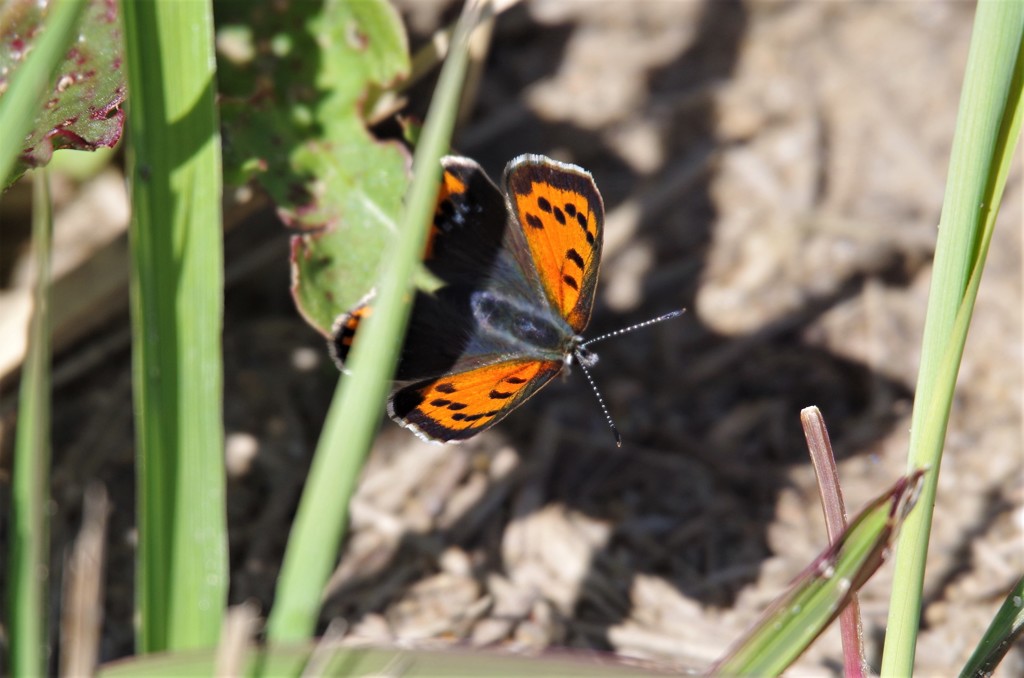 昨日のベニシジミ (2)
