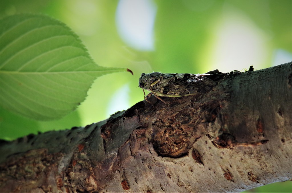 そんなとこに、居ましたか。