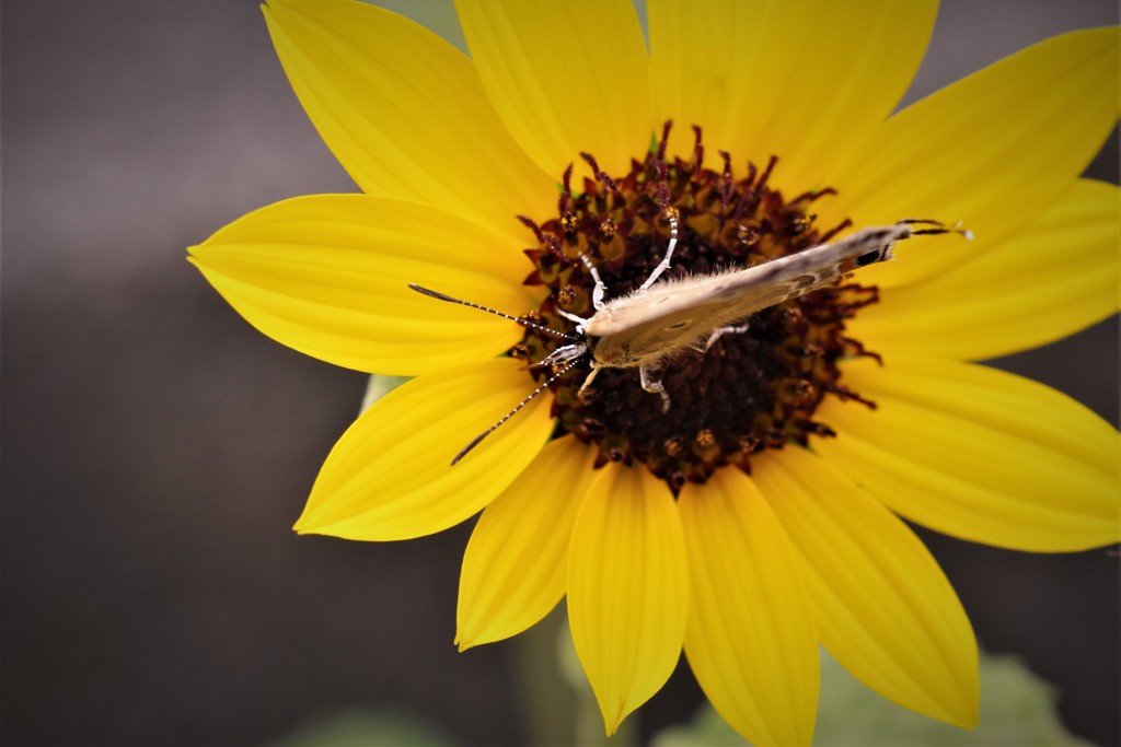 昨日のシジミチョウ (1)