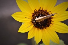 昨日のシジミチョウ (1)