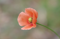 陽気に誘われて