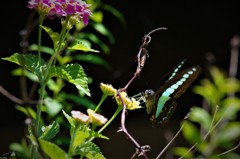 アオスジアゲハ (1)