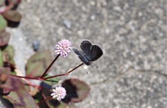 庭先にて (3)