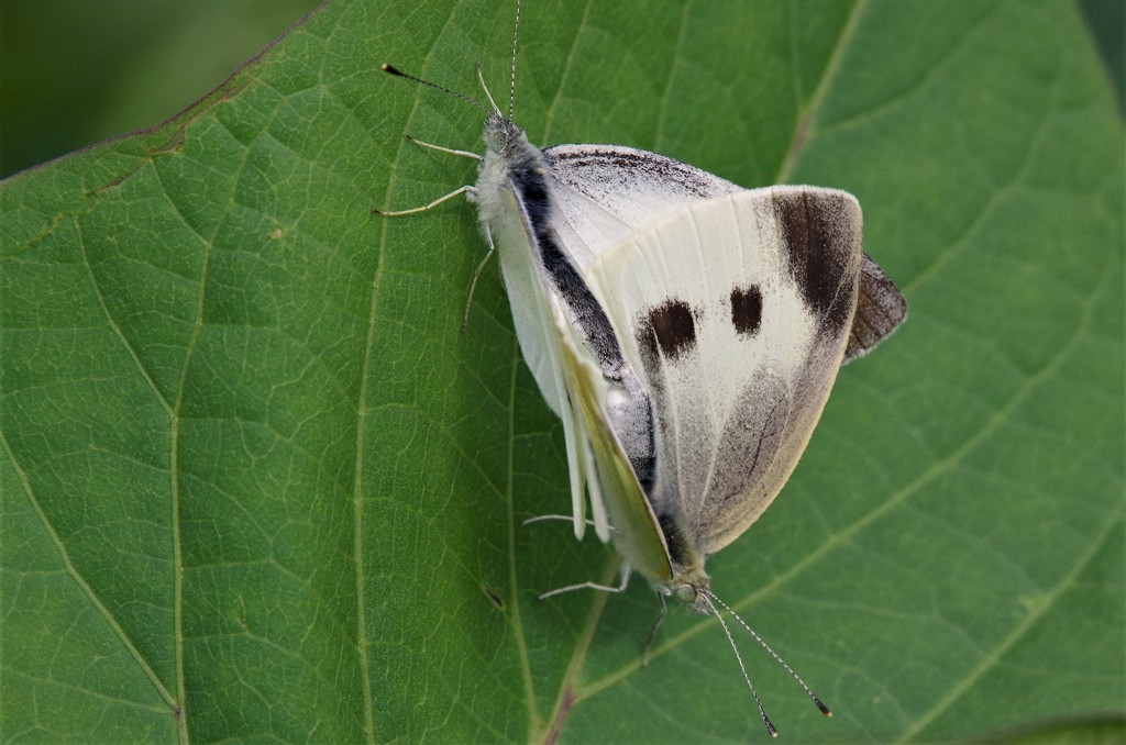 チョウ＆チョウ  (2)