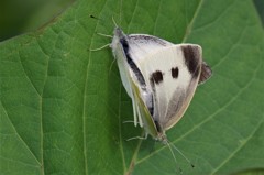 チョウ＆チョウ  (2)