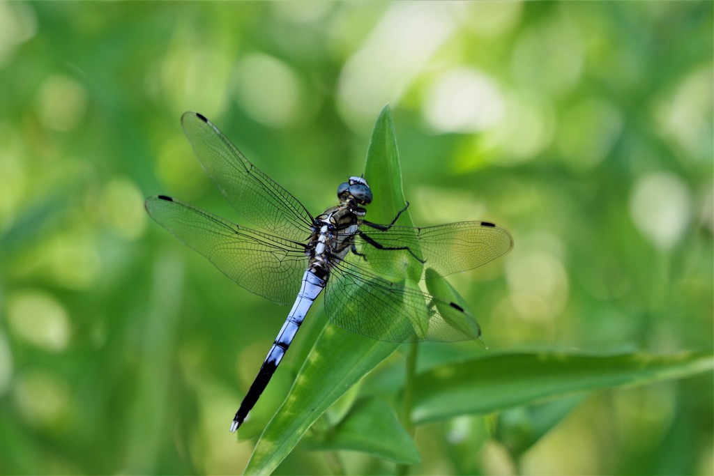昨日のトンボ (3)