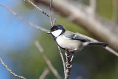 シジュウカラ (1)