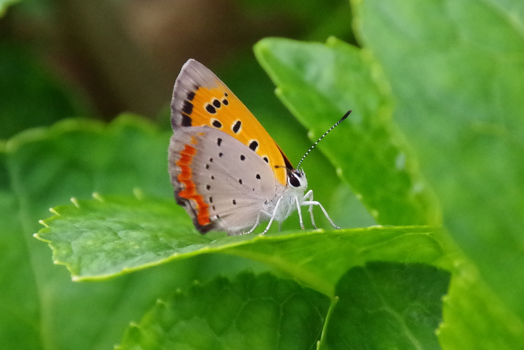 昨日のベニシジミ