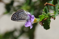 昨日のヤマトシジミ