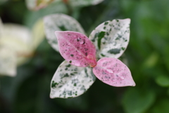 ハツユキカズラ