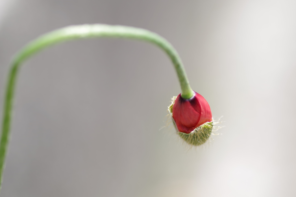 ナガミヒナゲシ