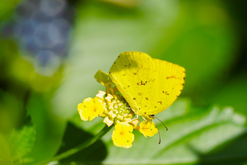 キタキチョウ (3)